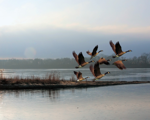 Unleash the Thrill of a Canadian Guided Waterfowl Hunting with Thunderbird Outfitters