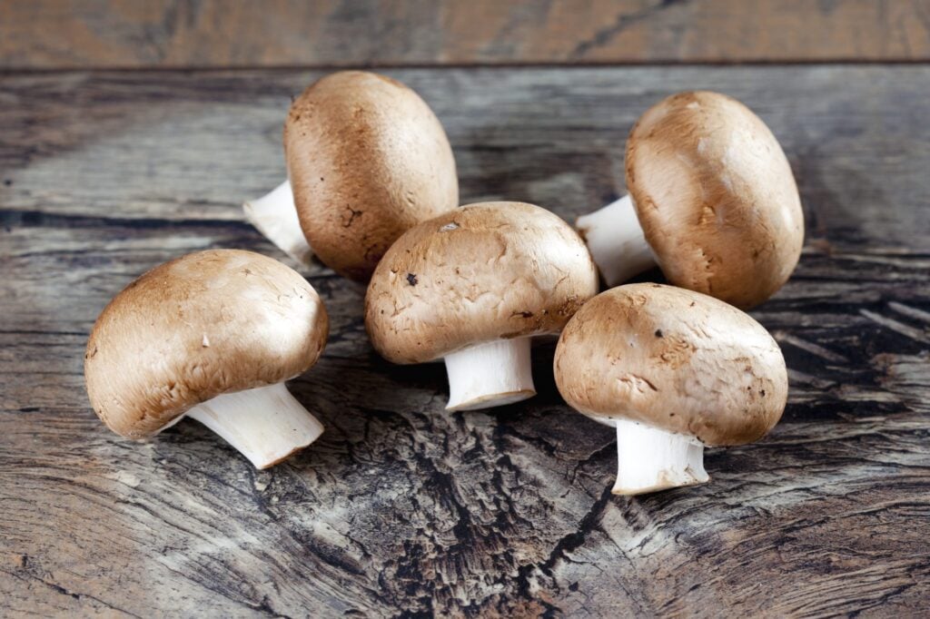 Mushroom Gummies for Brain Health